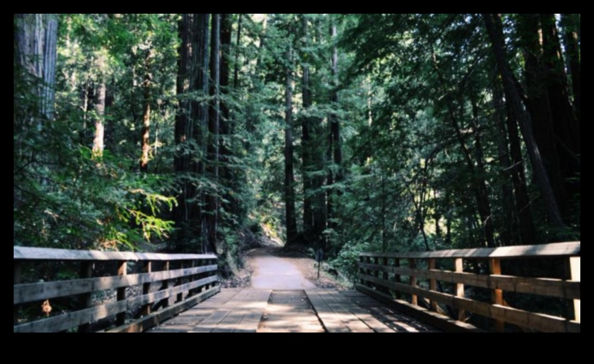 مسارات هادئة: التغلب على التوتر من خلال الحياة الواعية